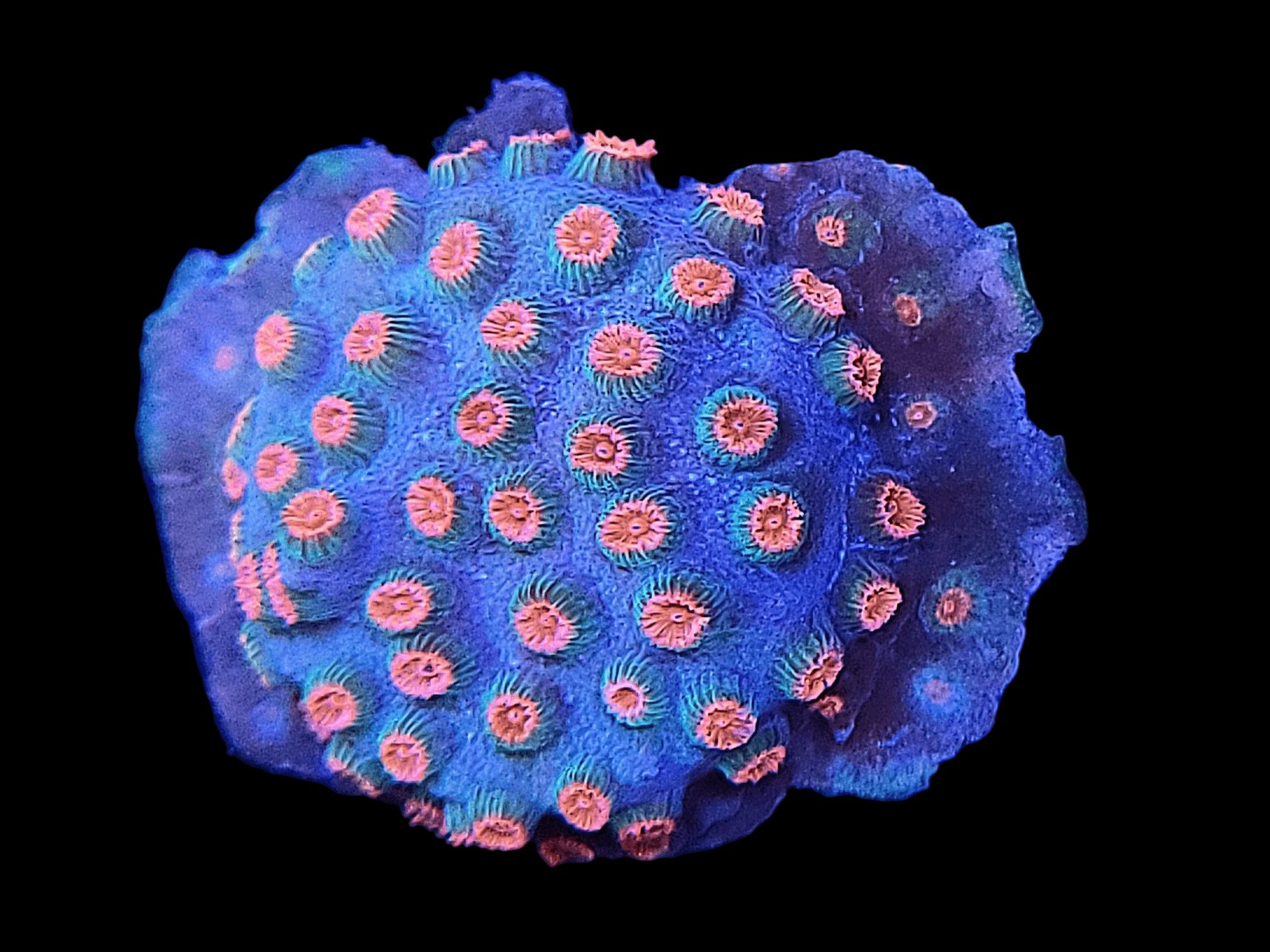 A close-up of the AO Meteor Shower Cyphastrea reveals its vibrant circular, bumpy texture. The coral predominantly showcases a blue hue with pink and orange polyps scattered across its surface, all set against a black background.