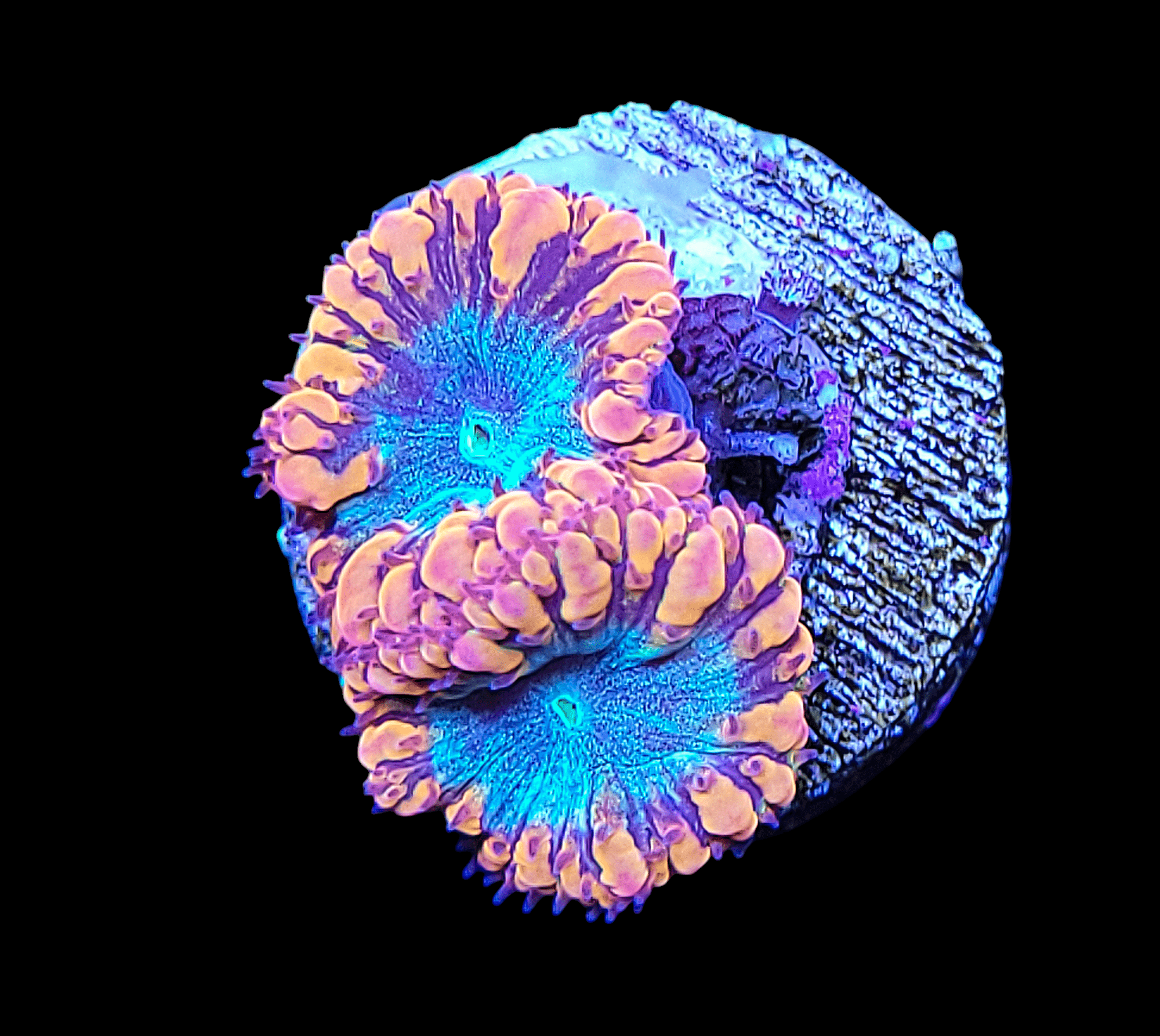 Close-up of a vibrant, round AO Molten Core Blasto coral with bright orange and blue colors, resembling a flower. The coral features textured and wavy, petal-like formations. It is set against a black background for contrast.