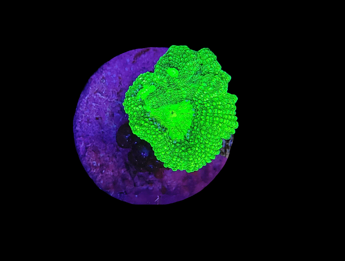 The AO Predator Blood Micromussa, with its vibrant fluorescent green color, stands out against a dark background, displaying a circular shape with hints of purple beneath it. Its texture appears bumpy and intricate.