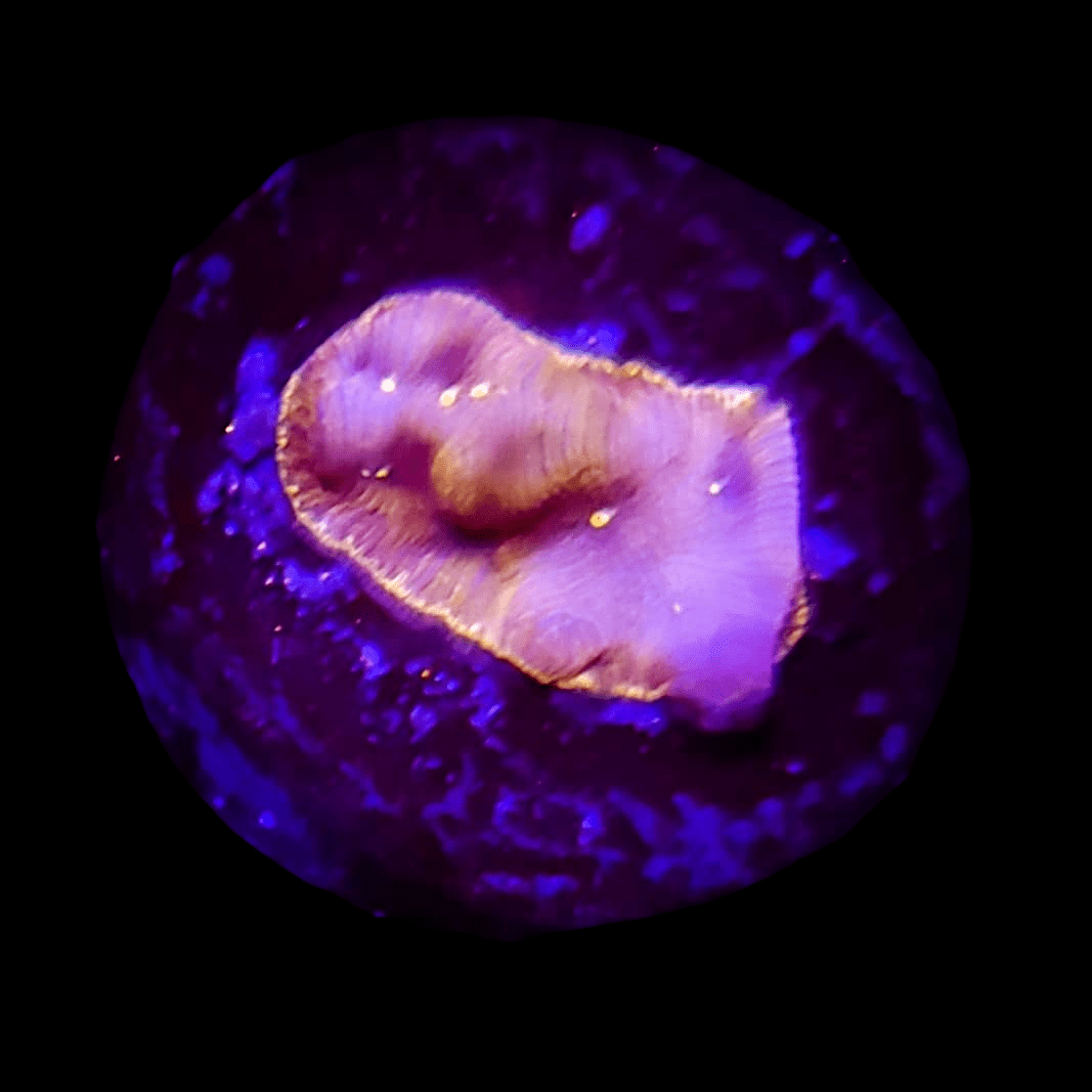 Close-up view of a glowing purple and orange AO Pumpkin Spice Leptoseris against a dark background. The central area features a slightly raised, textured surface, surrounded by a vibrant blue halo, showcasing its bioluminescent beauty.