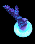 AO Purple Nurple Acropora - WYSIWYG