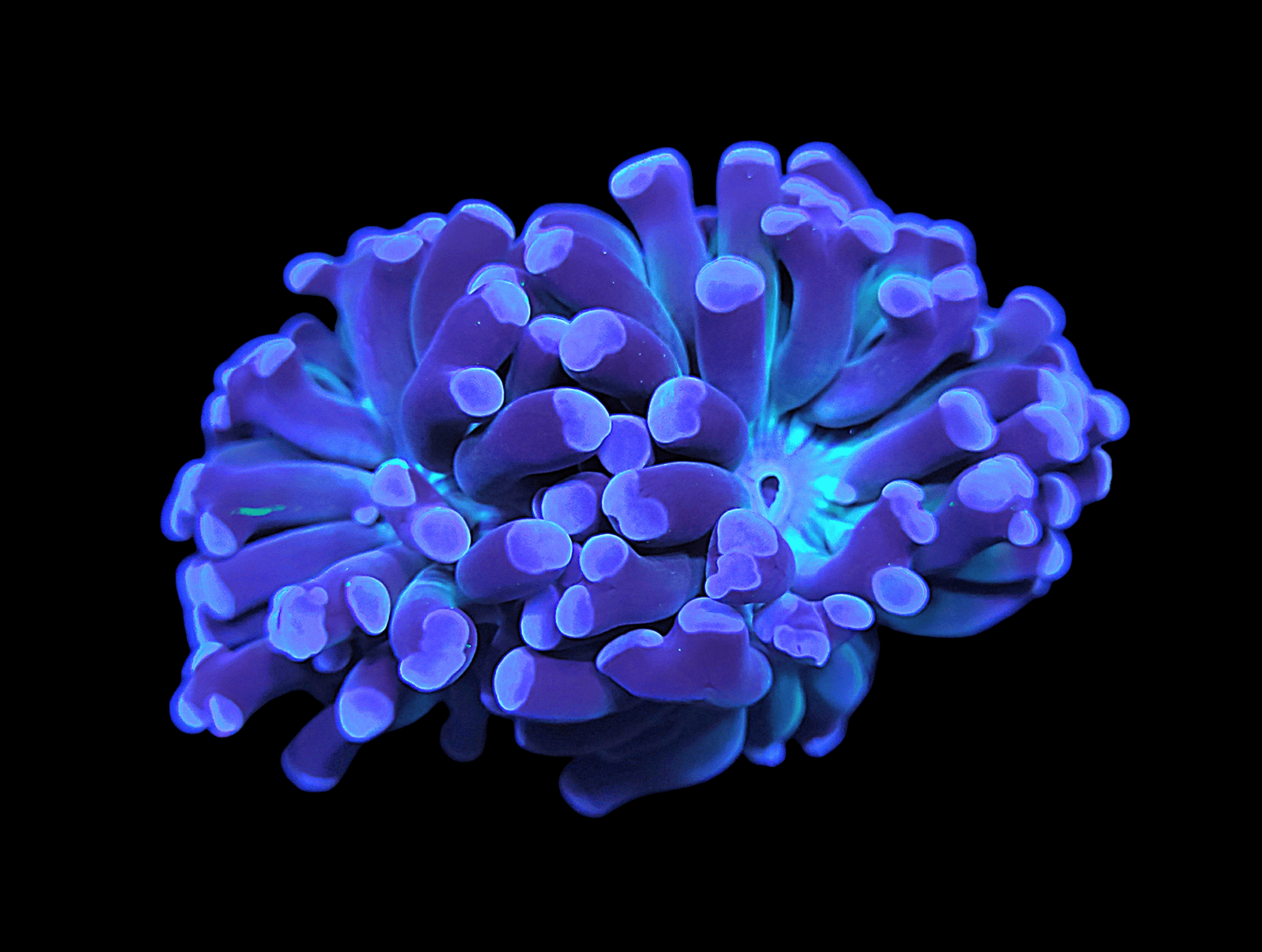 A close-up of the vibrant AO Purple Passion Hammer coral against a black background, showcasing its cluster of bulbous, tubular shapes with rounded tips that give it a luminescent and otherworldly appearance in shades of purple and blue.