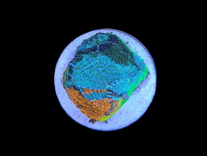 Behold the AO Rainbow Echinata: a circular, abstract image that mimics topographical layers with vibrant shades of blue, green, and orange against a black background. Its textured surface appears three-dimensional and colorful, evoking images of geological formations or coral.