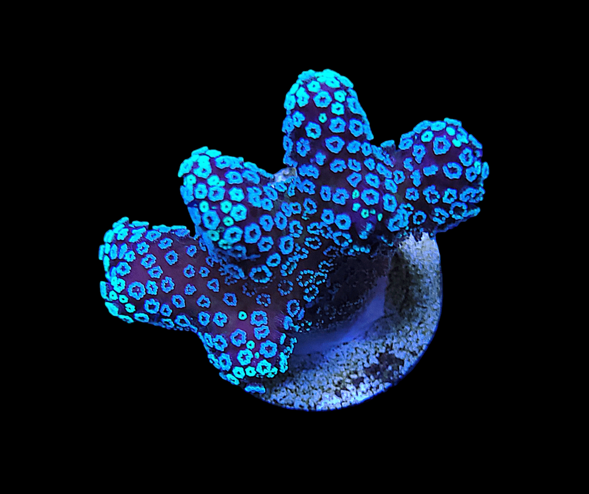 The AO Rainbow Stylophora fragment emits a vibrant blue glow against a black background, with its surface adorned by numerous small, circular formations that form an elaborate pattern emphasizing its natural texture and structure.