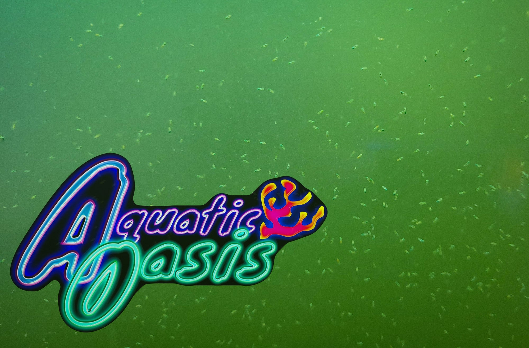 The background is green with small dots that look like fish. In the corner, colorful text says "Aquatic Oasis" in a vibrant, abstract design, highlighting AO - Tisbe Copepods - Tisbe biminiensis for enhancing reef tank nutrition.