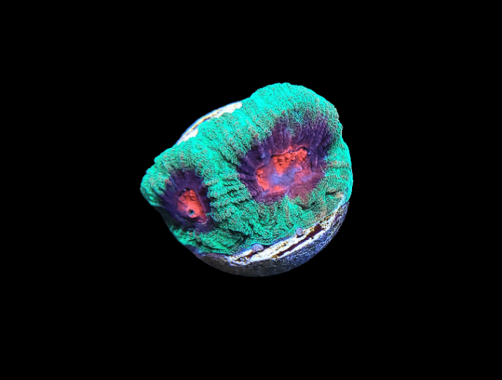 Close-up of the AO Watermelon Favia against a black background. This coral showcases vivid turquoise, purple, and red hues with a textured, intricate surface.