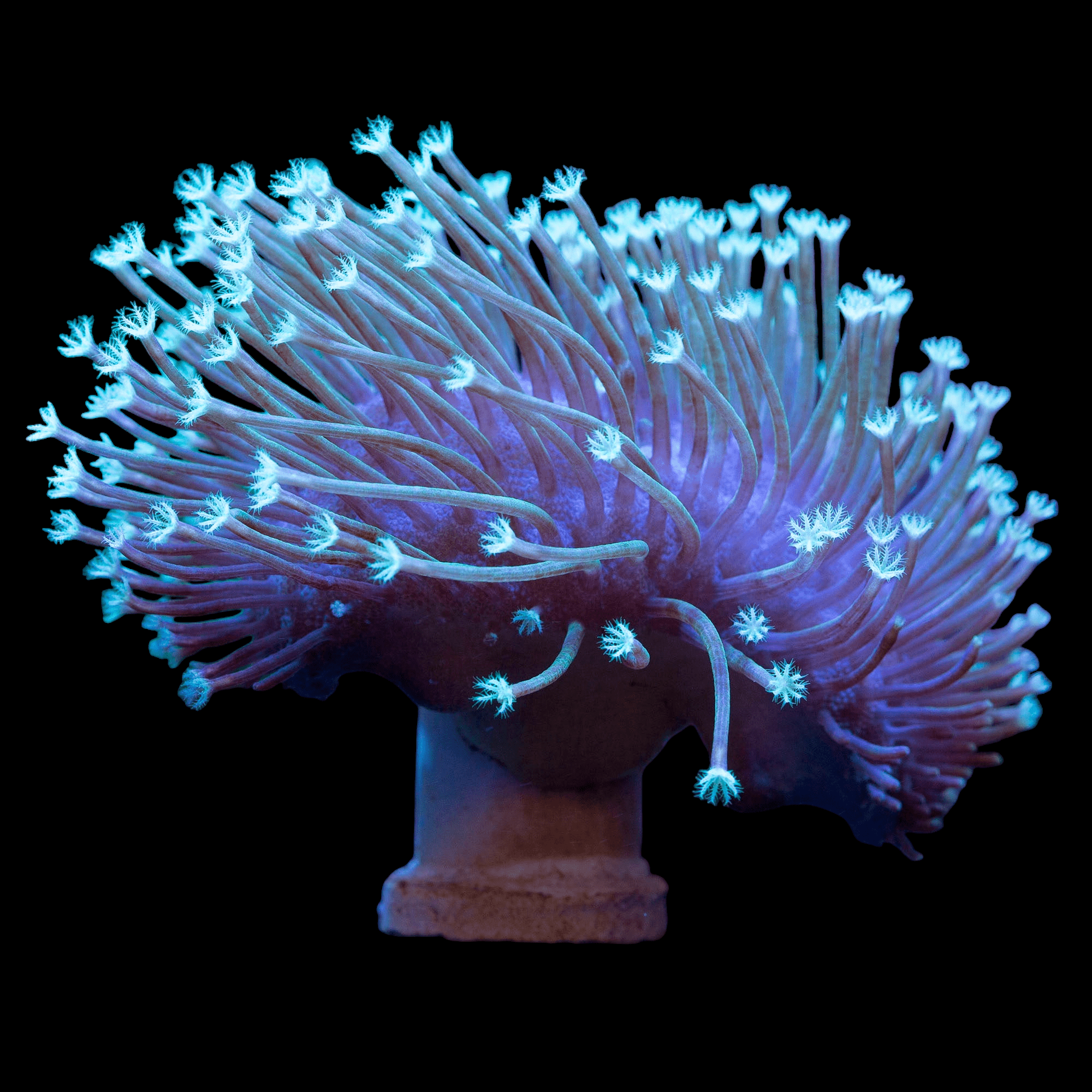 Close-up of the AO Weeping Willow Leather Coral in vibrant blue and purple hues against a black background. The coral showcases thin, elongated tentacles with small, bright tips, resulting in a striking, luminous effect.