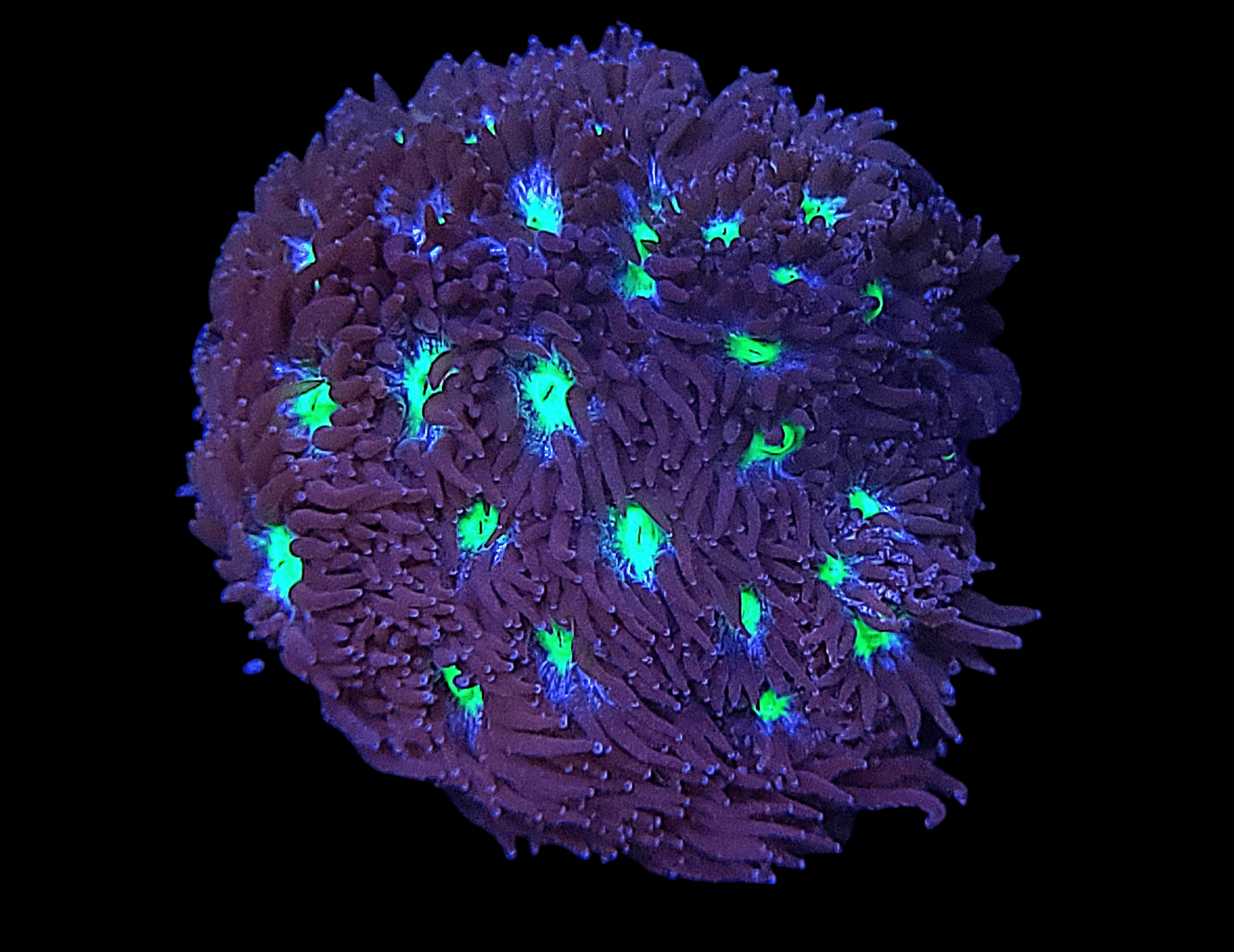 Under ultraviolet light, the AO Witches Brew Leptastrea coral comes to life with bright green and blue polyps set against a dark backdrop. Its tentacles reveal a stunning purple hue, creating a dynamic and mesmerizing display.