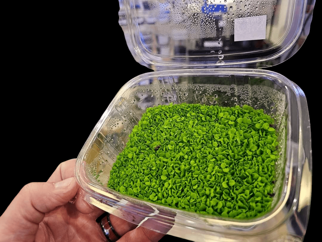 A hand is holding an AO - Zafina Live Plant Culture, a clear plastic container filled with a lush cluster of small green plants, set against a black background that accentuates the vibrant green leaves.