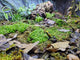 A vibrant terrarium scene featuring the AO - Zafina Live Plant Culture, with lush green foliage, moss, and small plants. Two colorful dart frogs can be seen on the forest floor, surrounded by fallen leaves and a wooden log in the background. A plant label is visible to the left.