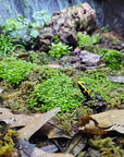 A vibrant terrarium scene featuring the AO - Zafina Live Plant Culture, with lush green foliage, moss, and small plants. Two colorful dart frogs can be seen on the forest floor, surrounded by fallen leaves and a wooden log in the background. A plant label is visible to the left.