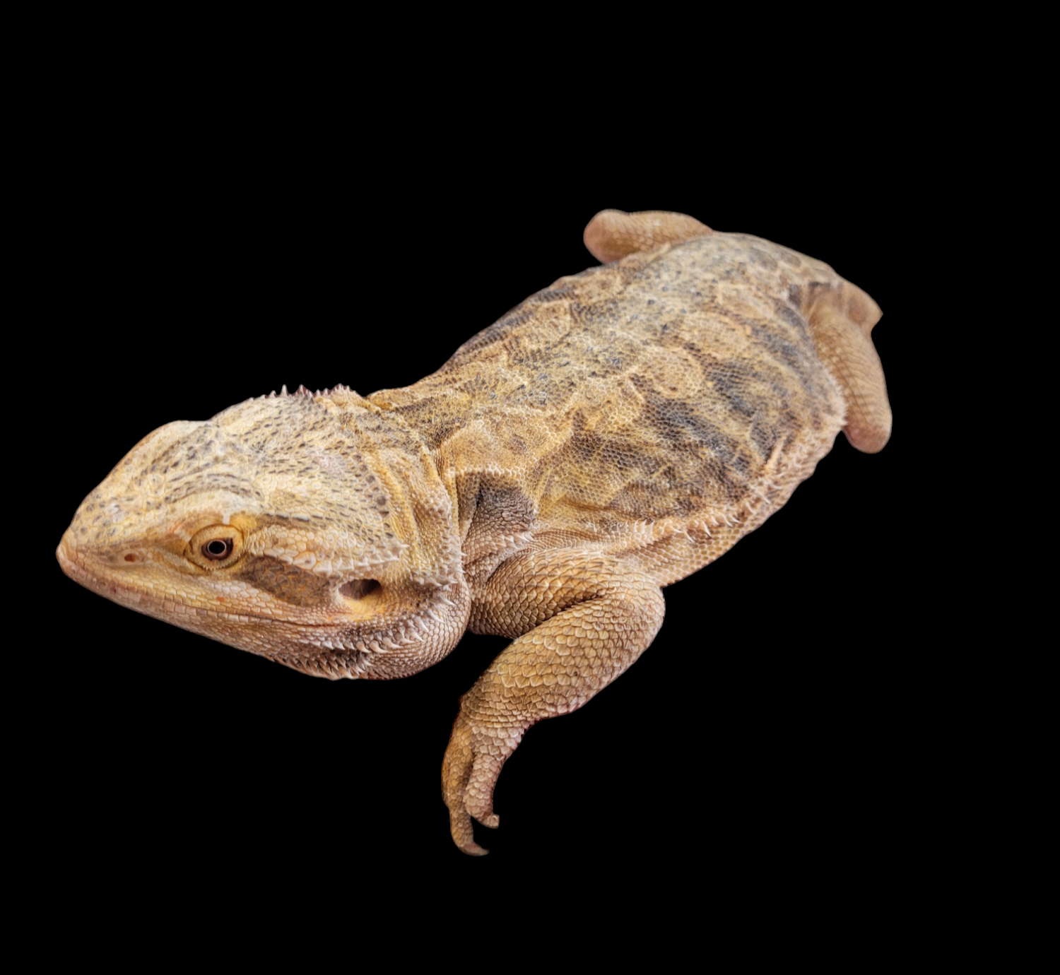 An Adult Leatherback Bearded Dragon with textured sandy-brown skin rests against a black background, highlighting its distinct scales and relaxed posture.