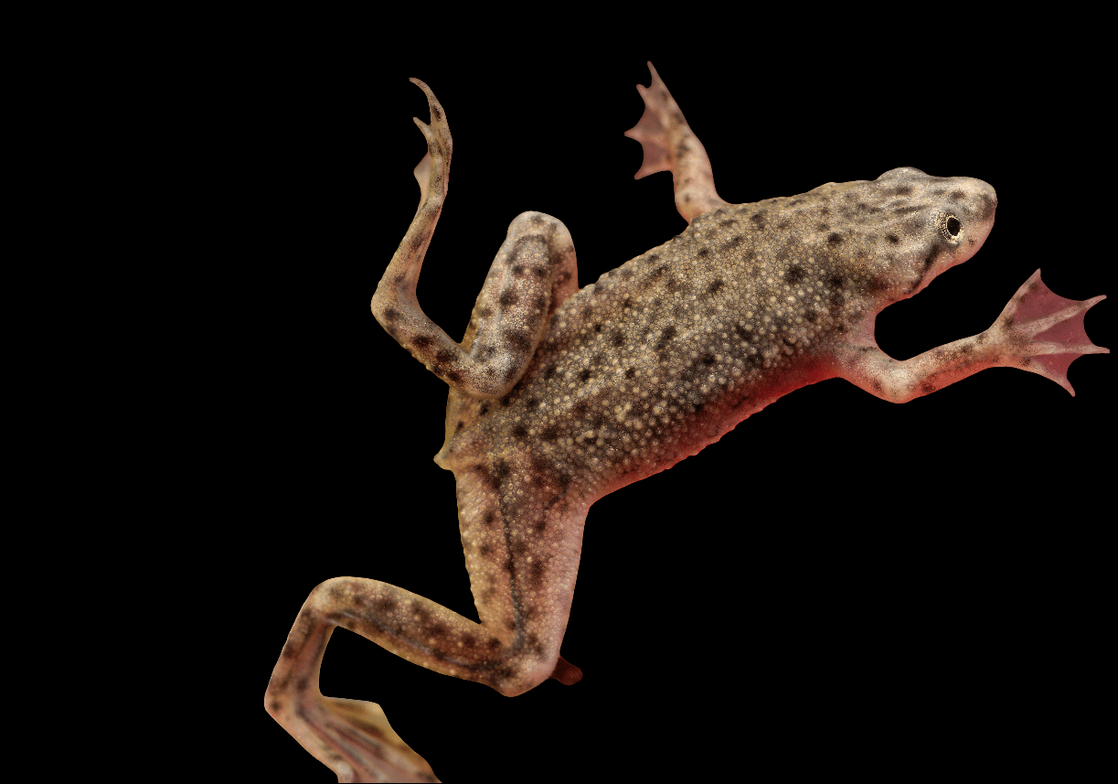 A close-up of an African Dwarf Frog with mottled brown skin and webbed back feet against a black background. Its body is slightly angled, highlighting the underside and texture of its speckled skin.