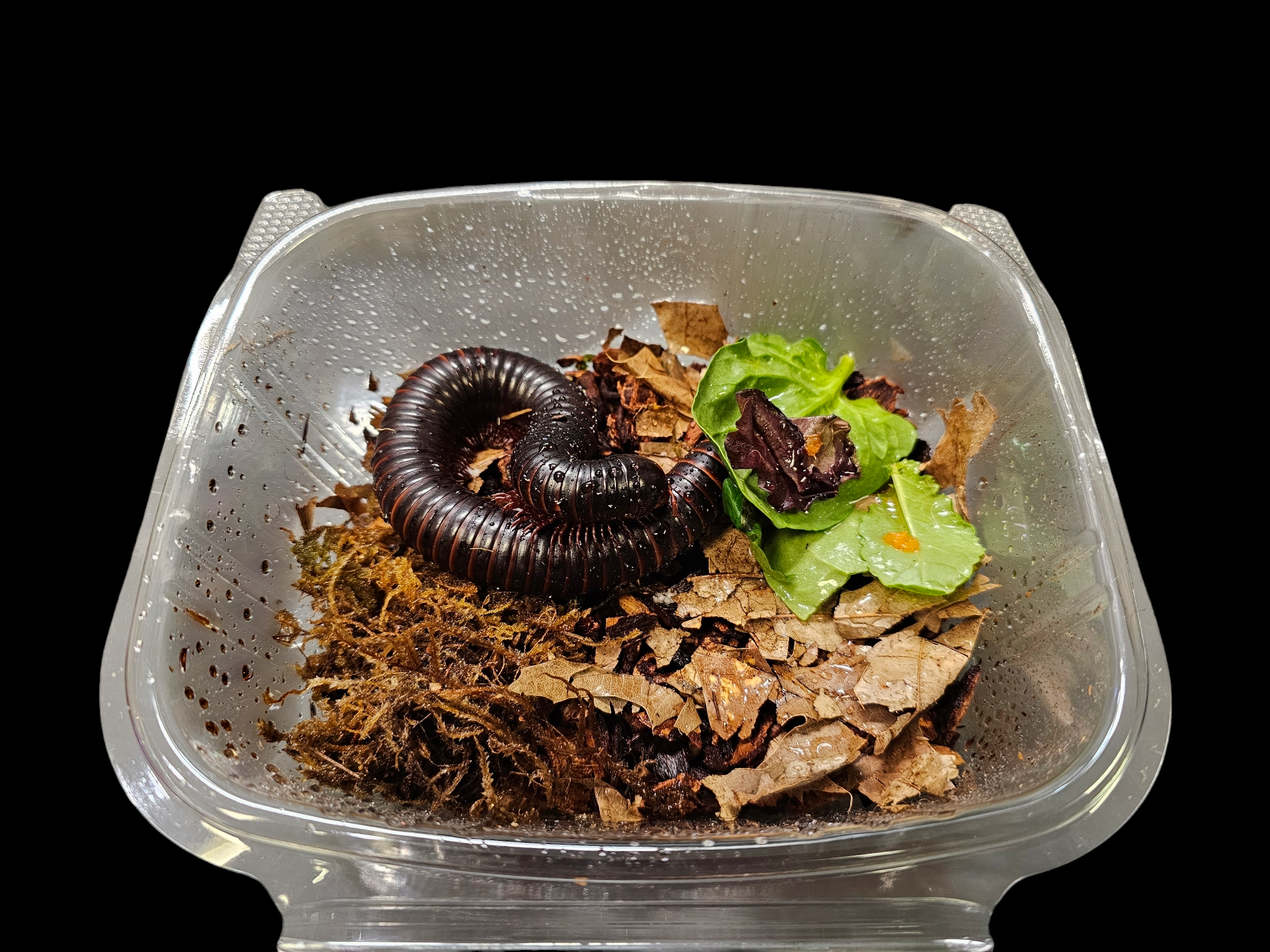 The African Giant Black Millipede - Achispirostreptus gigas is elegantly curled up in a transparent container, surrounded by dried leaves and fresh lettuce. The container is set against a sleek black background, creating a dramatic visual contrast.