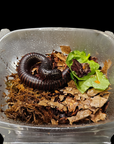 The African Giant Black Millipede - Achispirostreptus gigas is elegantly curled up in a transparent container, surrounded by dried leaves and fresh lettuce. The container is set against a sleek black background, creating a dramatic visual contrast.