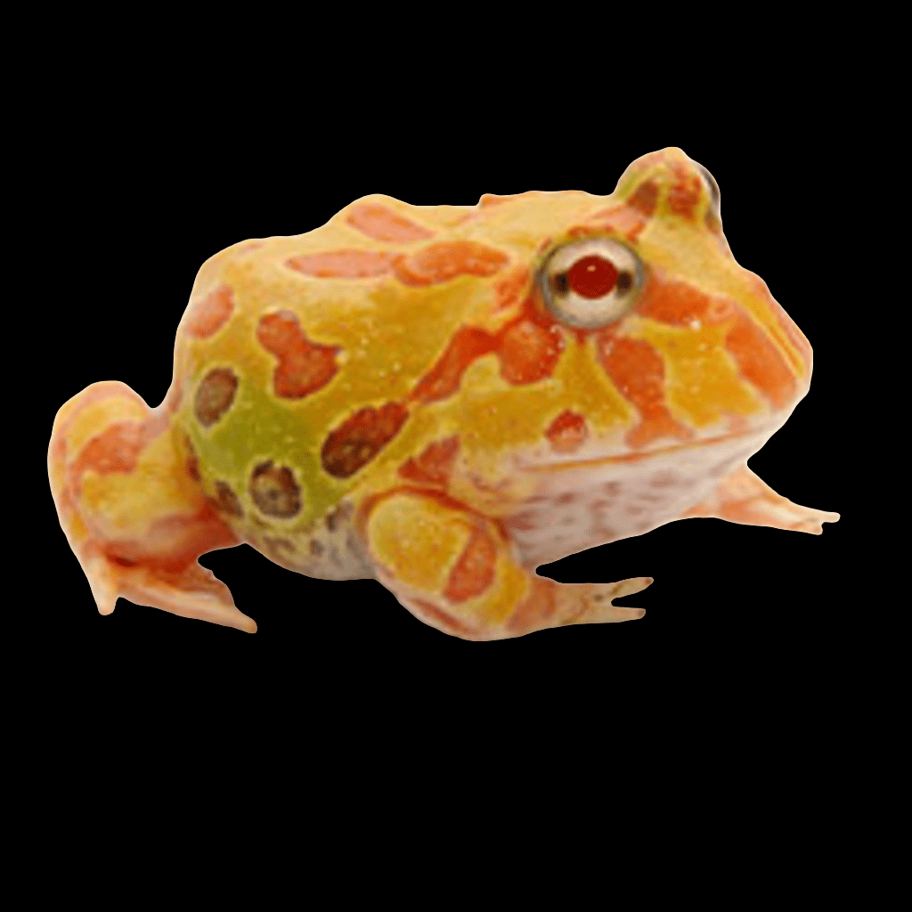 An Albino Pacman Frog, featuring a bright mix of green, yellow, and orange patterns across its body, is set against a black background. Its wide-set eyes and rounded body are distinctive.