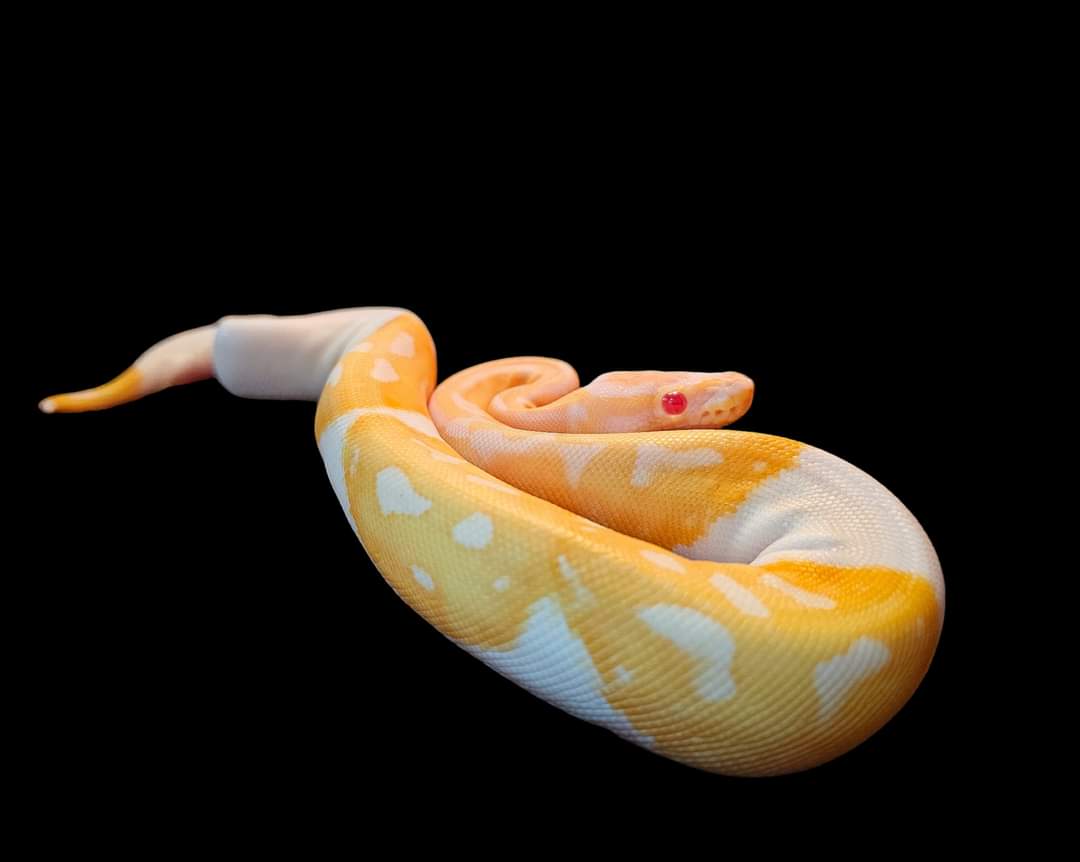 A yellow and white Albino Piebald Ball Python (Python regius) is coiled against a black background, its head raised slightly to reveal bright pink eyes and intricate scale patterns.