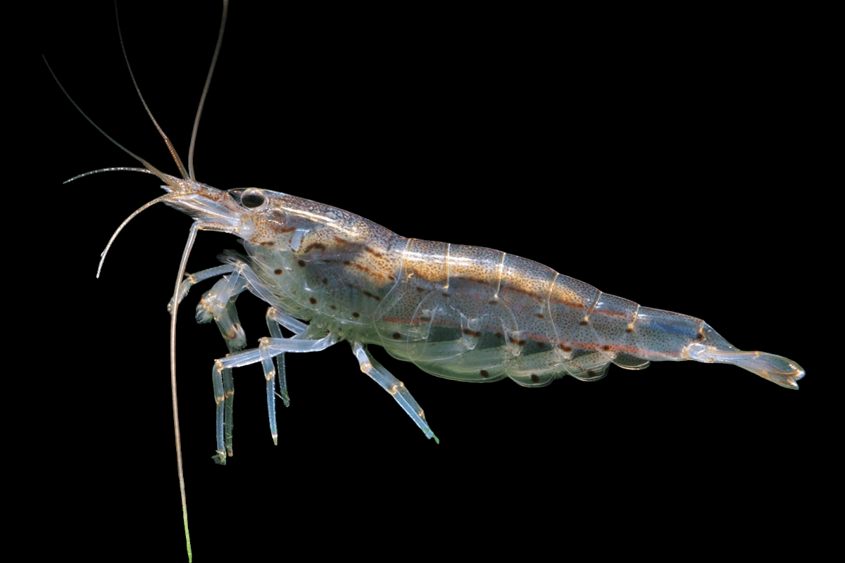 Close-up of an Amano Shrimp - Caridina multidentata against a black background. The shrimp's translucent body reveals internal details, with long antennae extending forward. In a freshwater aquarium, its segmented body with light and dark markings excels in algae clean-up while highlighting the legs and appendages.