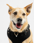 Aquafleece Dog Harness - Black