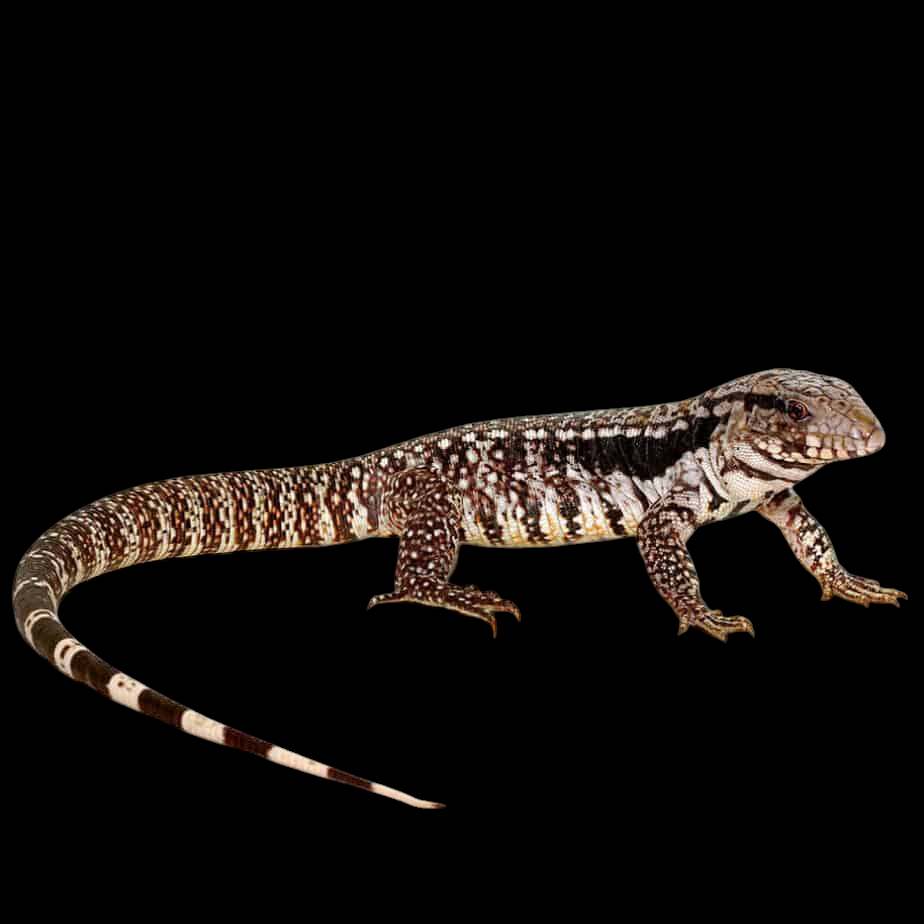 An Argentine Tegu - Blue, also known as Salvator merianae, features a long tail and speckled patterns along its black and white body, with hints of light blue coloration visible against a solid black background.