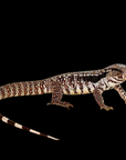 An Argentine Tegu - Blue, also known as Salvator merianae, features a long tail and speckled patterns along its black and white body, with hints of light blue coloration visible against a solid black background.