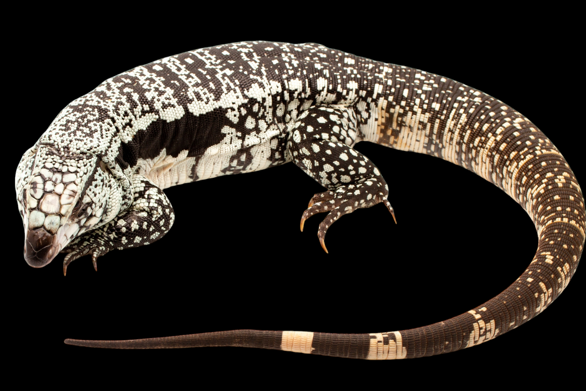 The Argentine Tegu - Blue - Salvator merianae, adorned with intricate black and white patterns on its skin, rests against a solid black background. Subtle hints of blue coloration peek through its scales, while its long tail curves around its body and its sharp claws are visible.