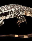 The Argentine Tegu - Blue - Salvator merianae, adorned with intricate black and white patterns on its skin, rests against a solid black background. Subtle hints of blue coloration peek through its scales, while its long tail curves around its body and its sharp claws are visible.