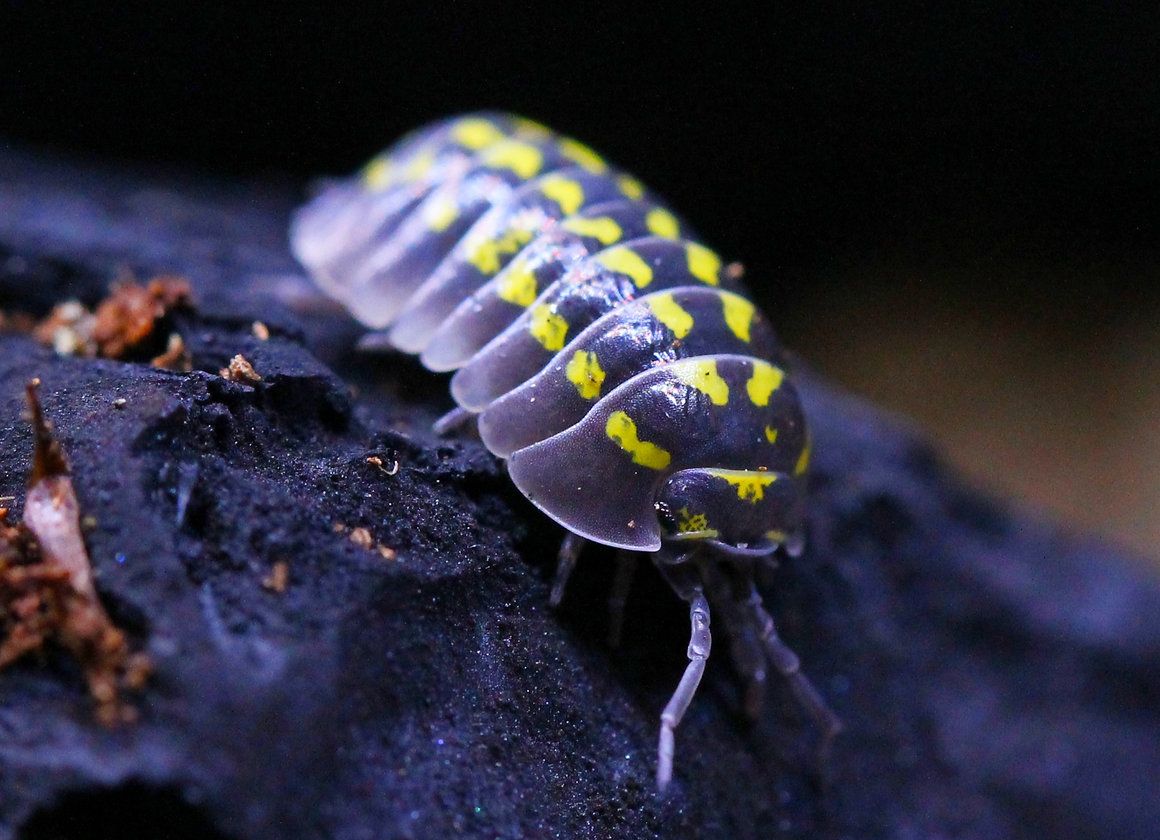 A brightly colored Armadillidium gestroi, also known as a Yellow Spotted Isopod, with vivid yellow spots and dark markings, scuttles across a dark surface. Its prominently segmented body showcases its detailed texture.