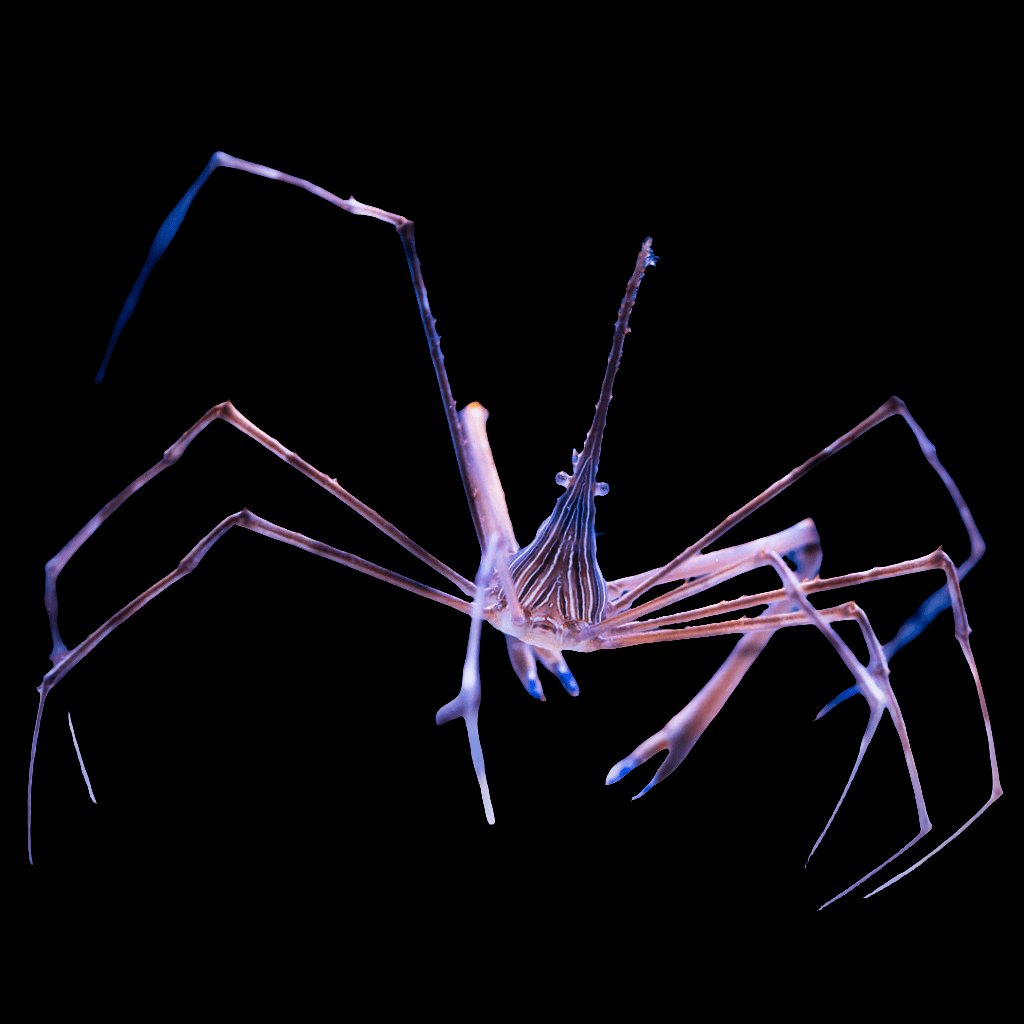 A close-up of an Arrow Crab, Stenorhynchus seticornis, against a black background. The creature features long, slender legs and a distinct central body with a translucent, ghostly appearance.