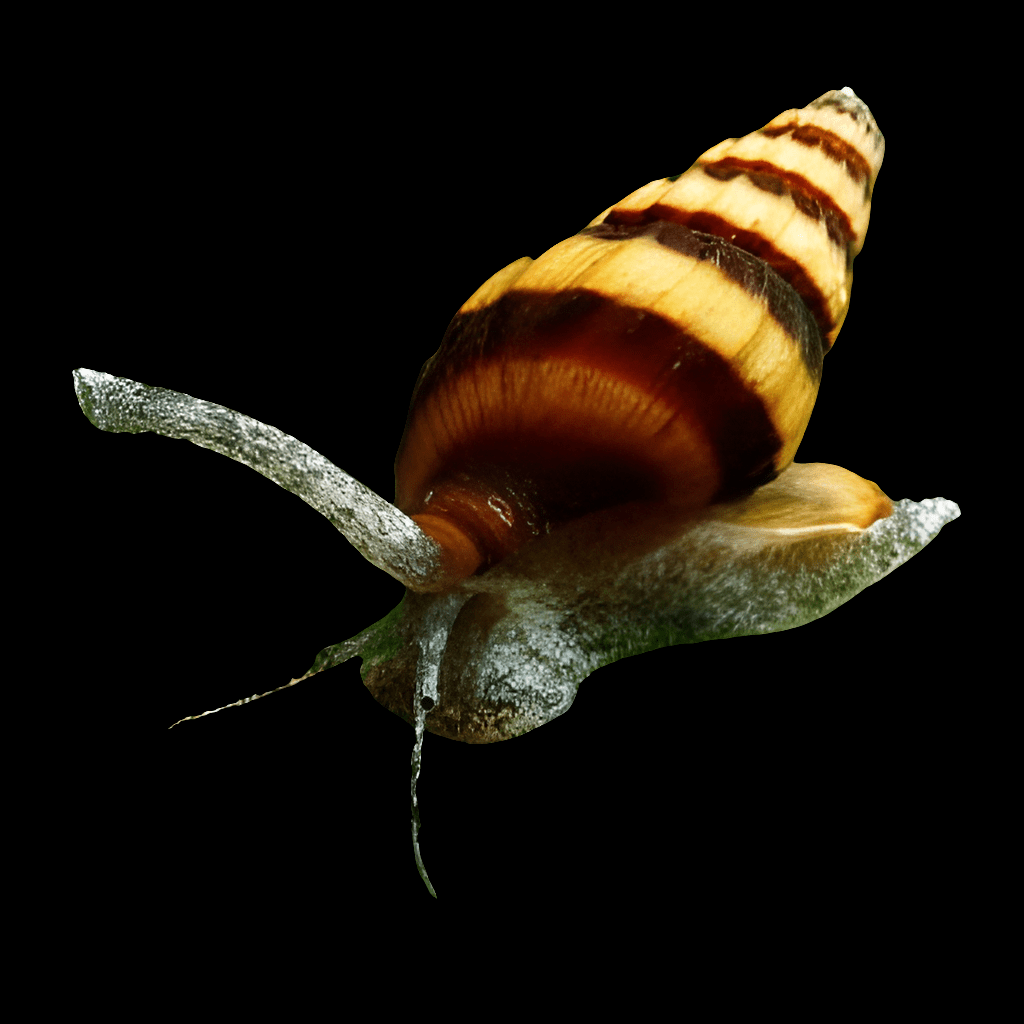 Close-up of an Anentome helena, commonly referred to as the Assassin Snail - Anentome helena, featuring a spiral shell with brown and yellow stripes. Its glossy grayish body and extended antennae are highlighted against a black background, combining aesthetic appeal with effective natural pest control.