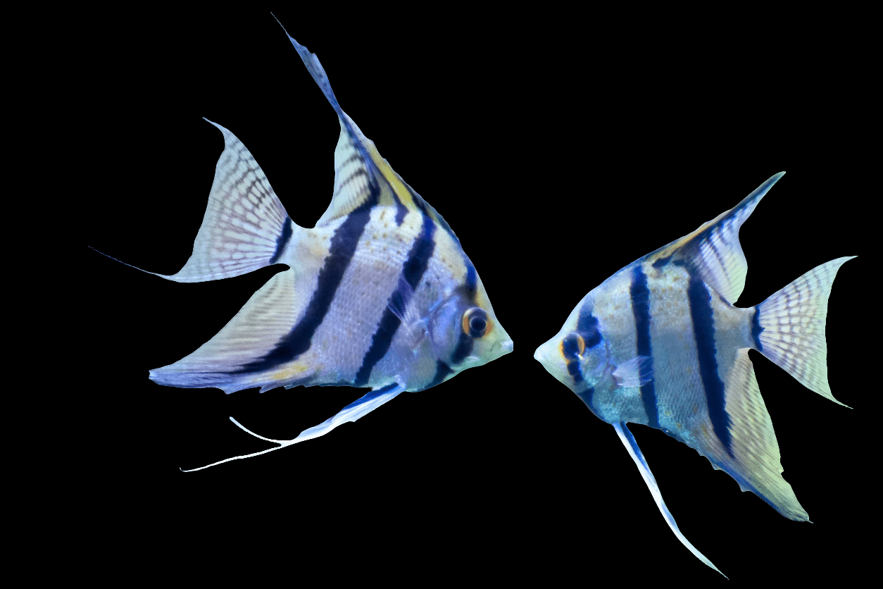 Two Assorted Angelfish, from the species Pterophyllum Scalare, swimming towards each other. They feature distinctive vertical black stripes and long, trailing fins. The plain black background accentuates their blue and silver hues.