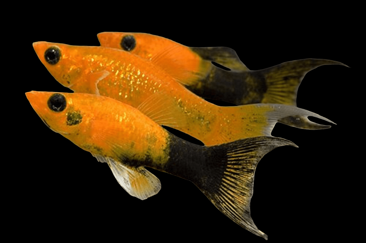 Three vibrant Assorted Lyretail Molly fish display their vivid orange scales accented by black tails and fins as they swim against a dark background. The light catches their scales, highlighting their sleek, streamlined bodies.