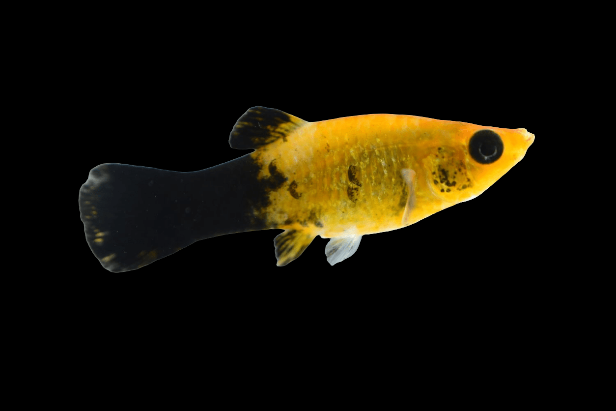 A lively Assorted Molly, Poecilia Sphenops, in striking orange and black hues with a unique black tail and fins drifts against a plain black backdrop. It flaunts its vibrant colors, highlighting a prominent black spot near its head.