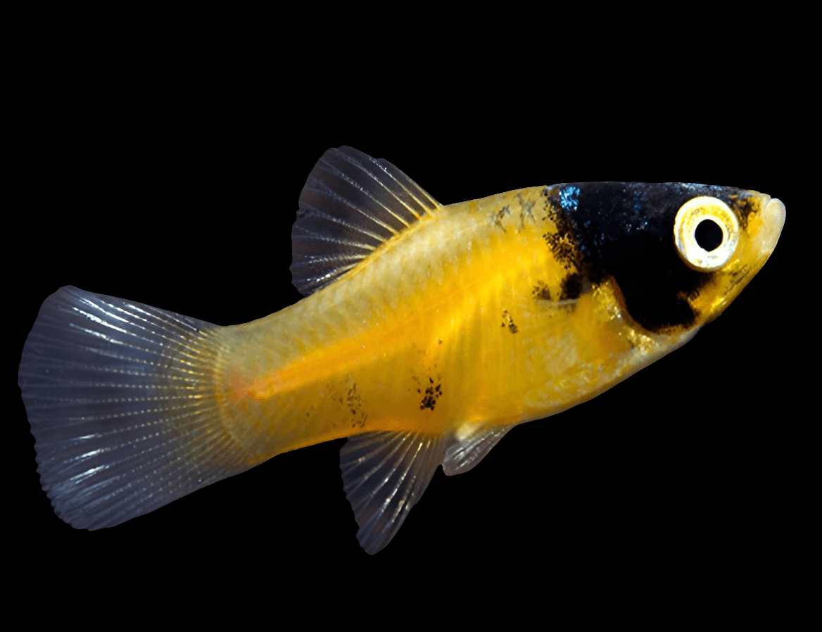 An assorted platy with a vibrant yellow body, dark head, and translucent fins swims against a black background.