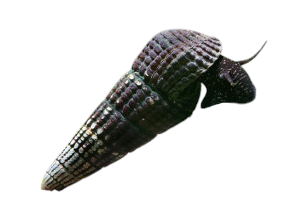 Assorted Rabbit Snail - – Aquatic Oasis Reefing