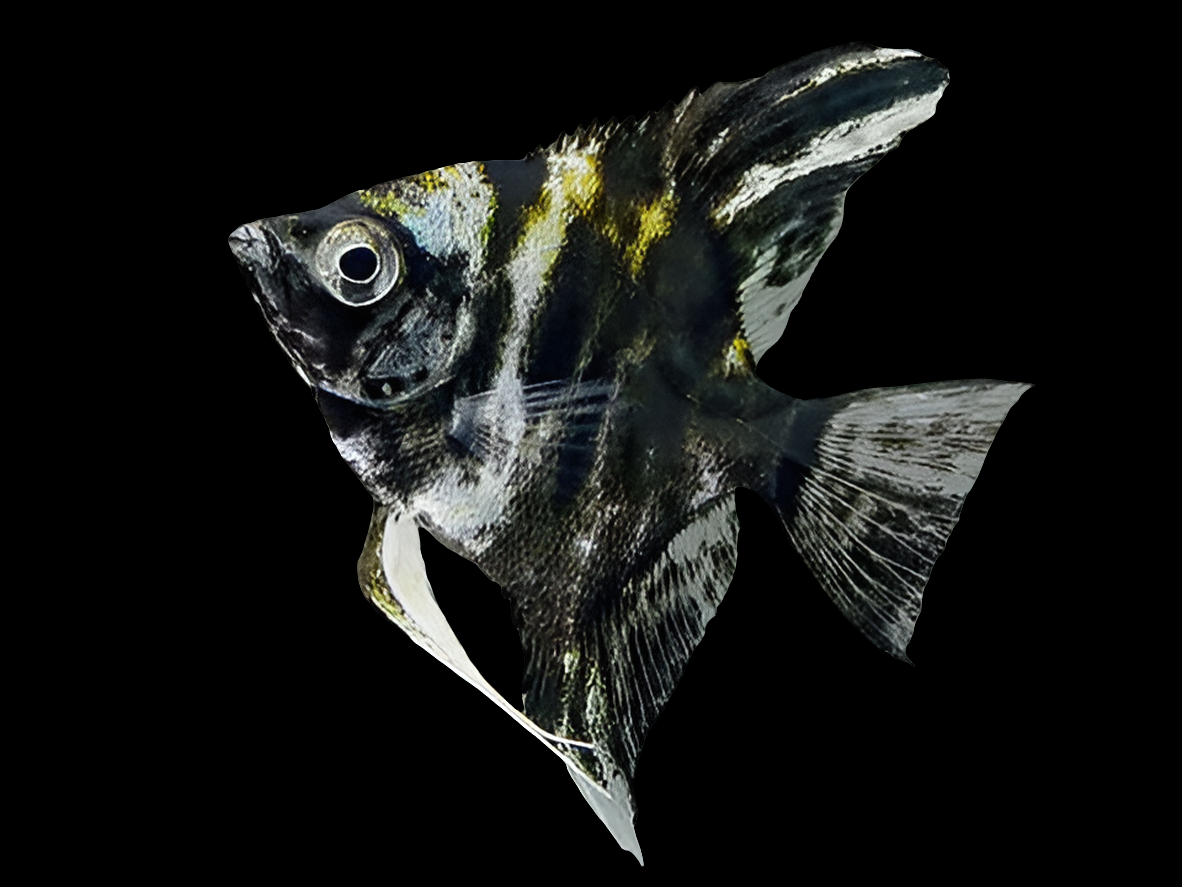 Asst. Angelfish - Pterophyllum Scalare showcasing black, white, and yellow patterns swimming on a black background.