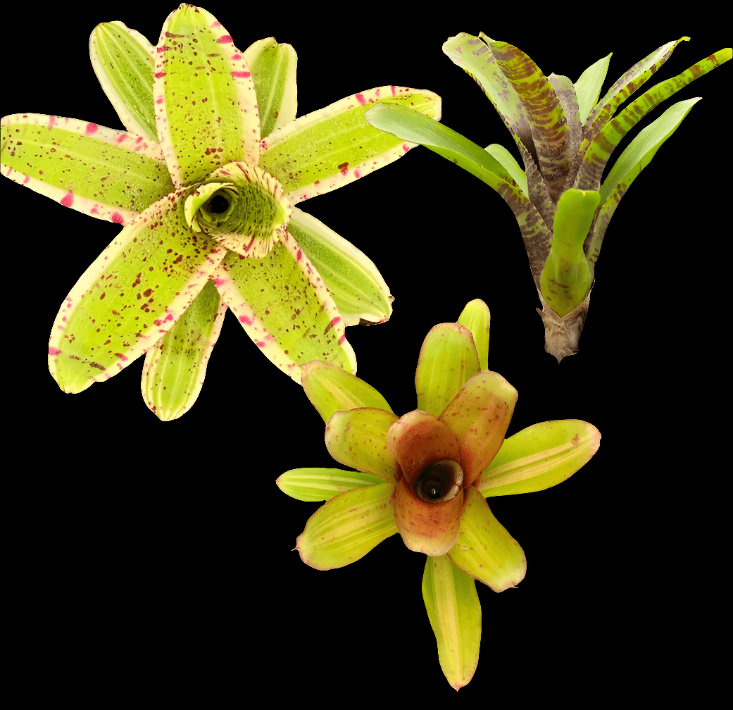 Product Description: A stunning arrangement of three Neoregelia bromeliads against a black backdrop, featuring a green bromeliad with pink spots, another boasting glossy green leaves accentuated by red tips, and a third showcasing a brown-centered rosette with greenish-yellow leaves. These bromeliads thrive as if in the high humidity of terrariums.