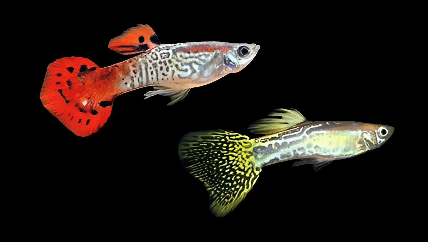 A pair of Asst. Cobra Guppy fish stand out against a dark backdrop, one showcasing a striking red and black spotted tail and the other displaying a yellow and green speckled tail. Both guppies have translucent bodies adorned with intricate patterns.