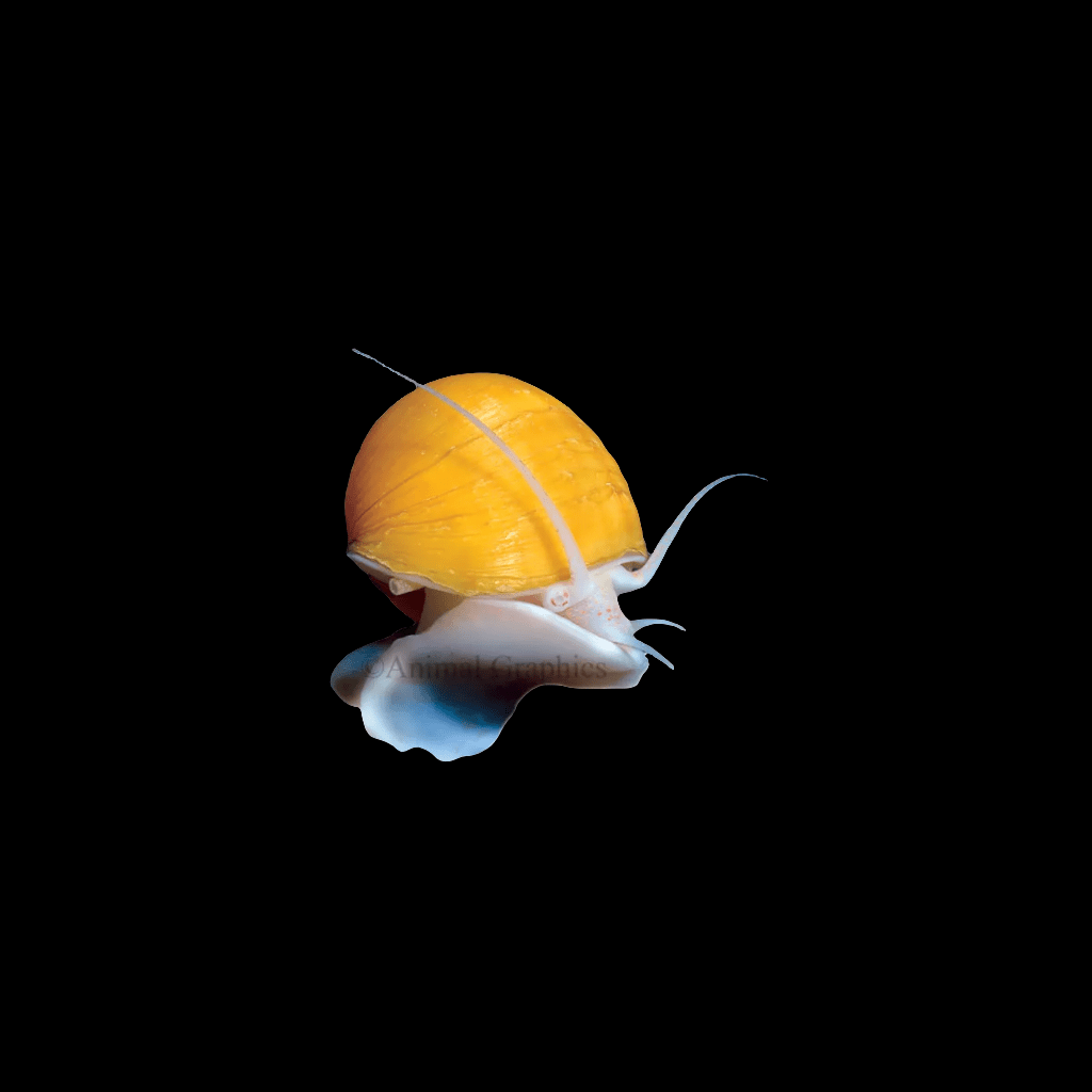 The Asst. Mystery Snail - Pomacea bridgesii, featuring a bright yellow hue and a rounded shell with extended antennae, is displayed against a solid black background, emphasizing its vibrant color and delicate features.