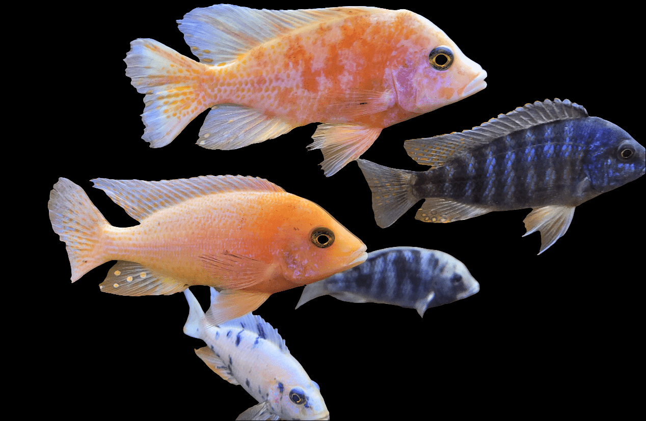 A school of Asst. Peacock Cichlid - Aulonocara, featuring striking orange and dark blue hues, swim in unison against a simple backdrop. Their diverse patterns and radiant scales emphasize the vibrant beauty of their fins.