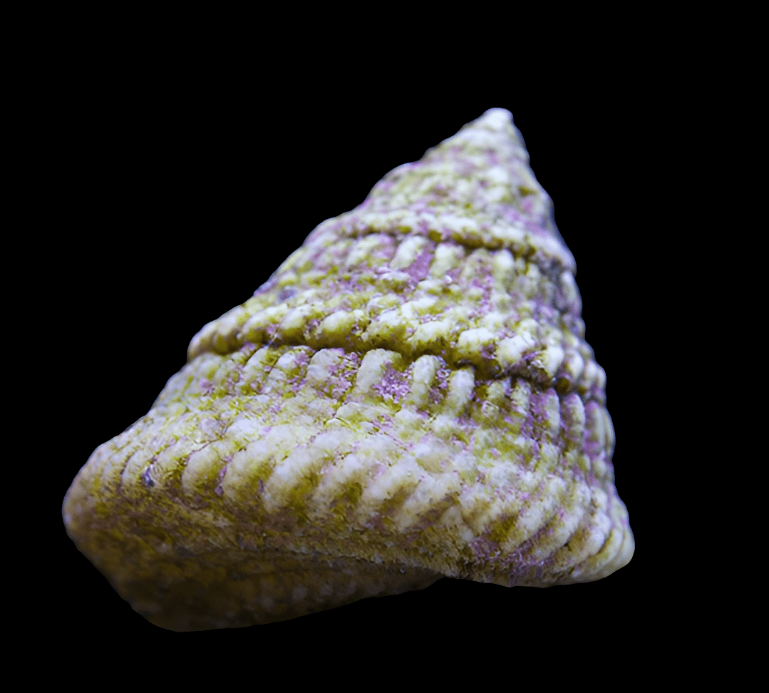 A close-up of an Astraea Turbo Snail - Astraea tecta, showcasing its reef-compatible textured conical seashell with hues of green and purple, set against a solid black background.