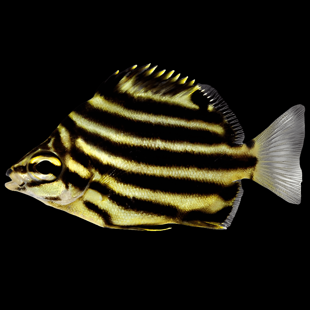 A Microcanthus strigatus, or Australian Stripey, with its prominent black and yellow vertical stripes, glides calmly against a dark background. The fish's rounded body and spiky dorsal fin accentuate its striking design, while the clear tail provides a stark contrast. It is also recognized for its preference for aiptasia.