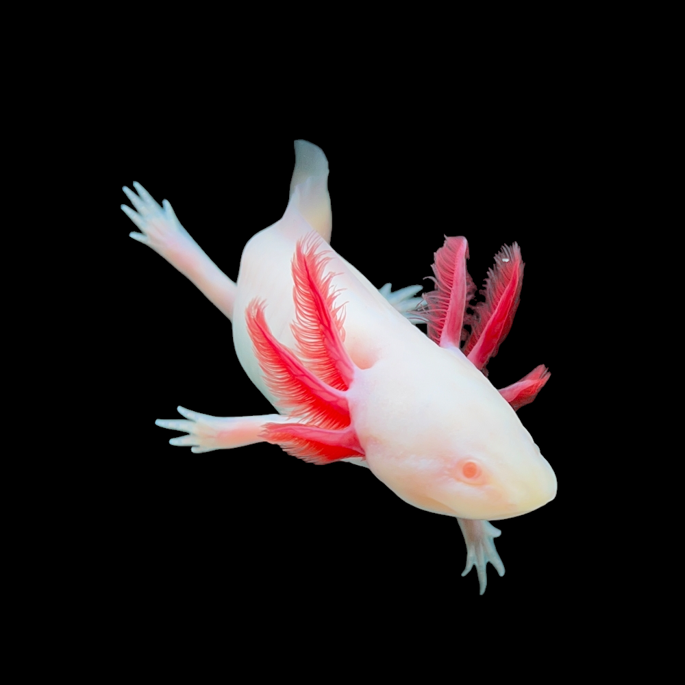 An albino axolotl, from the species Ambystoma mexicanum, with pink feathery gills is swimming against a black background. The aquatic creature is facing slightly to the left, showcasing its legs and tail.