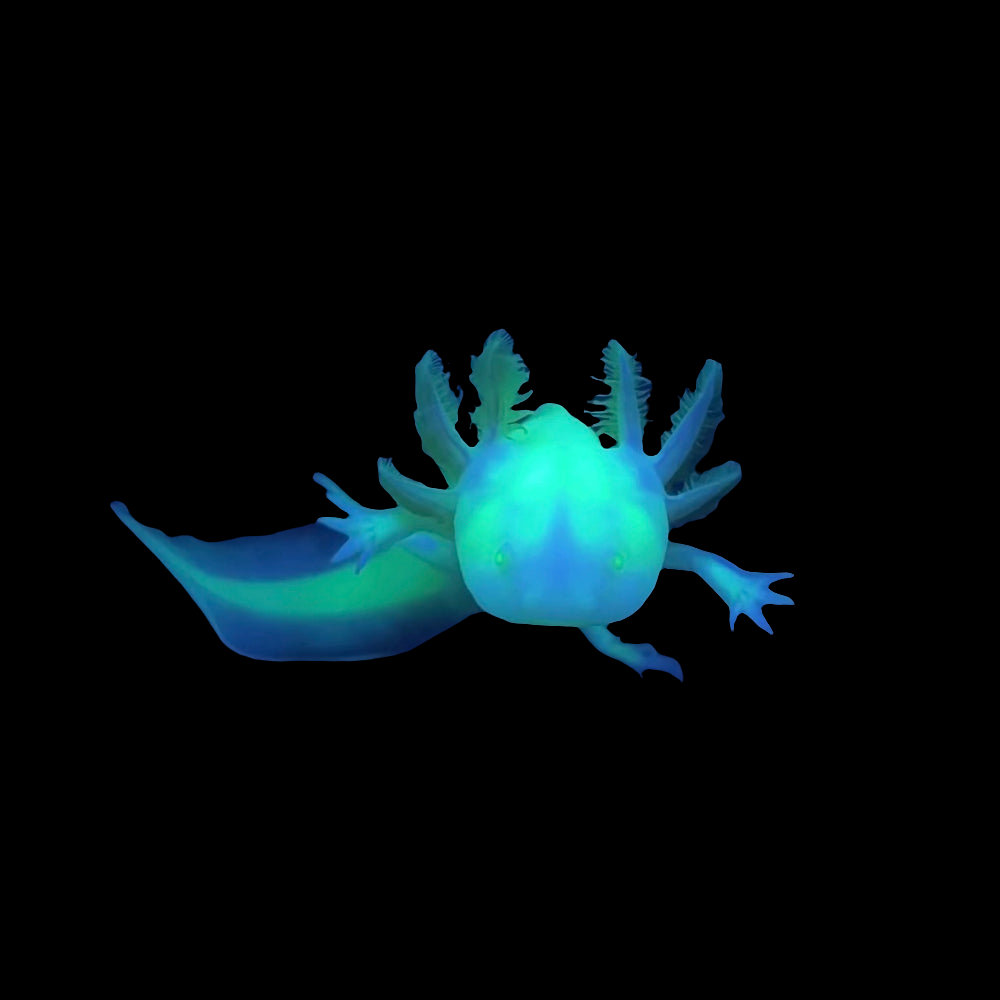 A GFP Albino Axolotl, with its feathery gills and elongated tail, swims gracefully against a dark backdrop. Its translucent body and luminescent blue and green hues lend it an ethereal appearance.