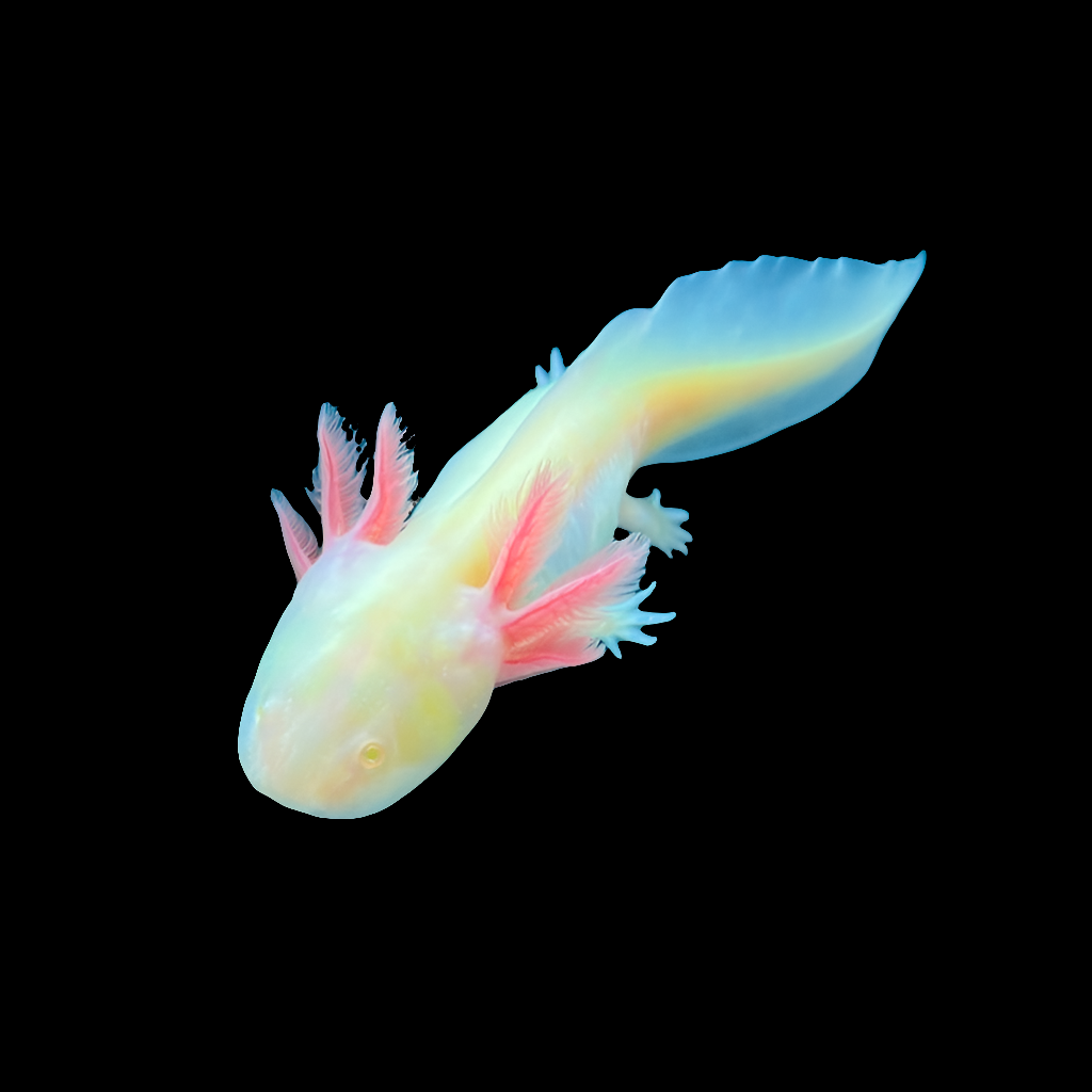 A close-up view of an Axolotl - GFP Albino - Ambystoma mexicanum against a black background, showcasing its pale body with pinkish external gills and slightly translucent, elongated appearance.