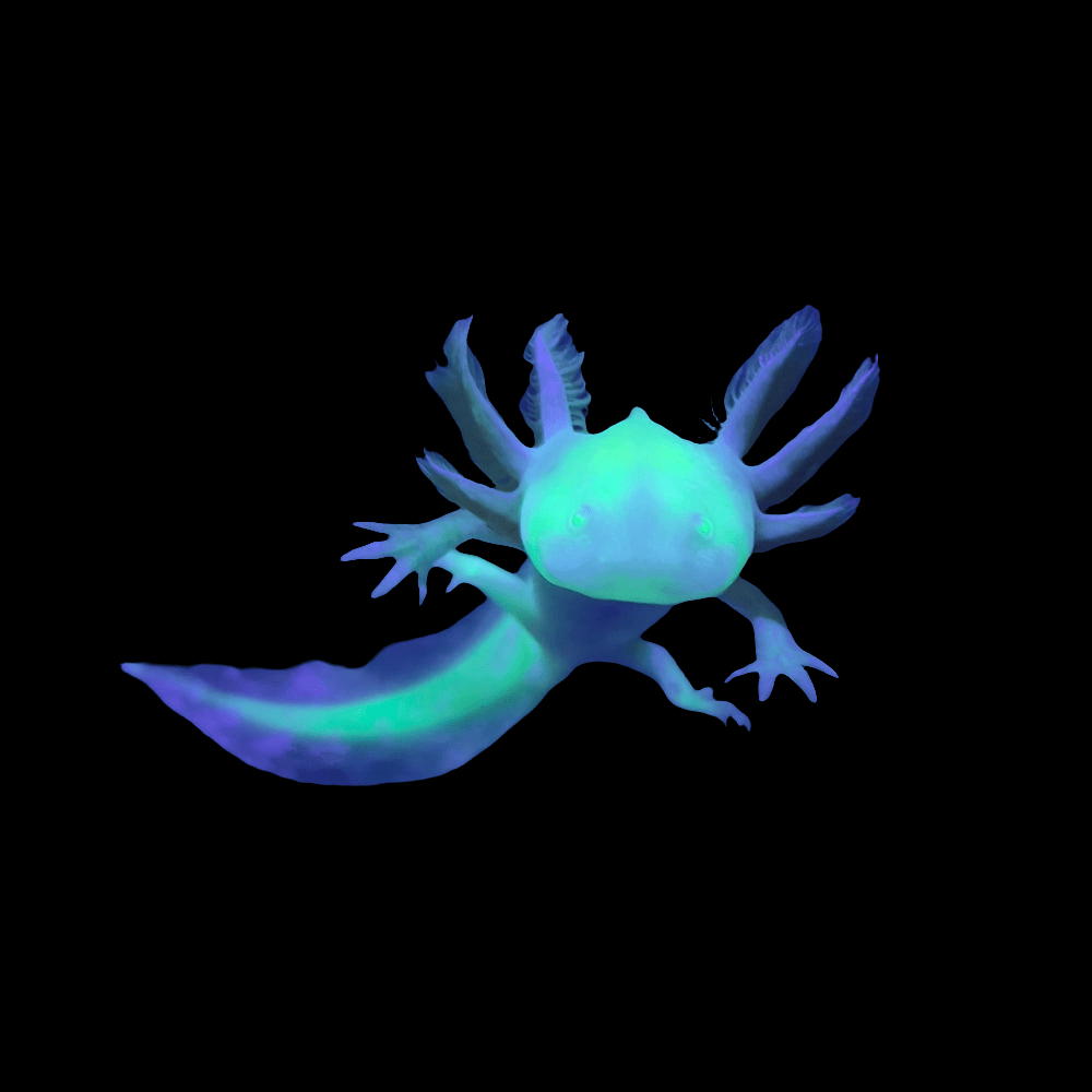 An Axolotl - GFP Gold Flake Albino displays vibrant blue and green hues against a black background, showcasing frilled gills and a long, wavy tail—truly a unique axolotl morph.