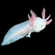 The Axolotl - Leucistic variety showcases its pink feathery gills as it floats against a black backdrop. The salamander's pale white coloration accentuates its smooth body, small limbs, and elongated tail, while its bead-like dark eyes contribute to its distinct and curious appearance.