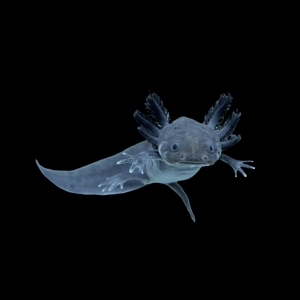 A Melanistic axolotl glides through clear water against a dark backdrop, its distinctive frilly external gills and broad mouth clearly visible, highlighting its graceful movement and subtle black pigmentation.