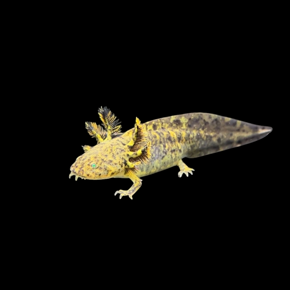 A yellow and black spotted Axolotl (Standard Wild Type GFP - Ambystoma mexicanum) with feathery gills on a black background.