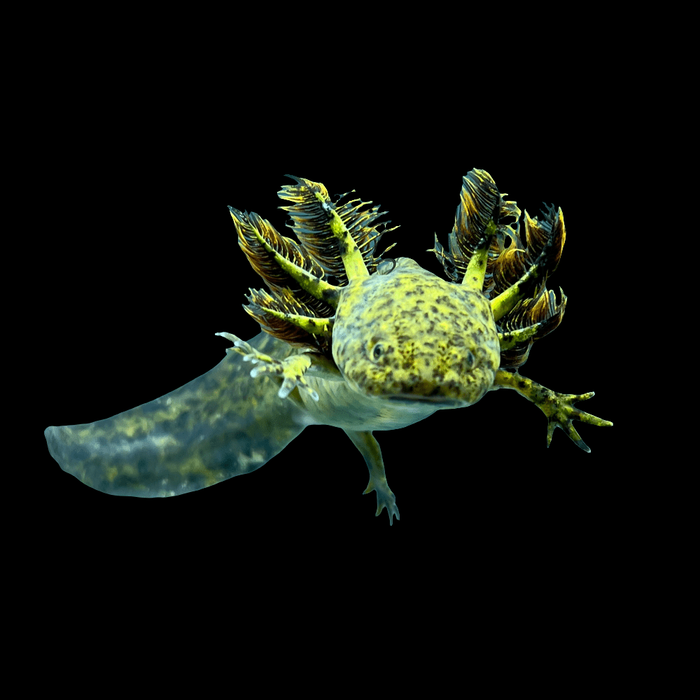 A detailed view of a Standard Wild Type Axolotl in shades of green and yellow set against a black background. The aquatic creature features frilly gills and a distinctive tail, showcasing its unique and vibrant appearance.